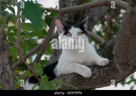 Katze auf einem Baum Stockfoto