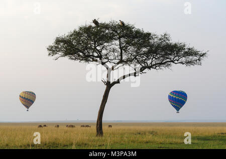 Zwei Heißluftballons Drift über die Masai Mara Landschaft. Kenia. Stockfoto