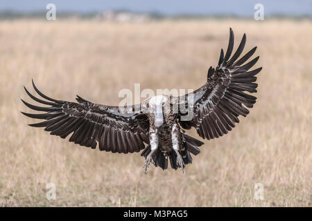 Ein Ruppell Gänsegeier (Tylose in Rueppellii rueppellii) über zu landen. Masai Mara, Kenia. Stockfoto