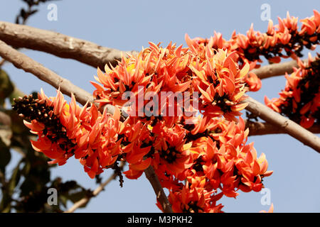 DHAKA, BANGLADESCH - Februar 12, 2018: Butea Monosperma, auch bekannt als "Flamme des Waldes" steht in voller Blüte auf einem Baum in Dhaka, Bangladesh. Butea Monosperma ist eine Pflanzenart aus der Gattung der Butea in tropischen und subtropischen Teile des Indischen Subkontinent und Südostasien. In Bangladesch "Flamme des Waldes" ist als Polash bekannt und es ist ein unverzichtbarer Teil der Feier der Frühling geworden. Credit: SK Hasan Ali/Alamy leben Nachrichten Stockfoto