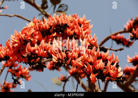 DHAKA, BANGLADESCH - Februar 12, 2018: Butea Monosperma, auch bekannt als "Flamme des Waldes" steht in voller Blüte auf einem Baum in Dhaka, Bangladesh. Butea Monosperma ist eine Pflanzenart aus der Gattung der Butea in tropischen und subtropischen Teile des Indischen Subkontinent und Südostasien. In Bangladesch "Flamme des Waldes" ist als Polash bekannt und es ist ein unverzichtbarer Teil der Feier der Frühling geworden. Credit: SK Hasan Ali/Alamy leben Nachrichten Stockfoto