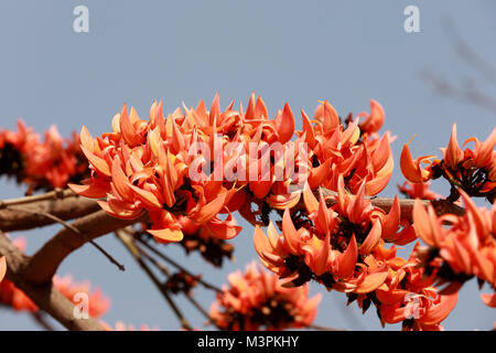 DHAKA, BANGLADESCH - Februar 12, 2018: Butea Monosperma, auch bekannt als "Flamme des Waldes" steht in voller Blüte auf einem Baum in Dhaka, Bangladesh. Butea Monosperma ist eine Pflanzenart aus der Gattung der Butea in tropischen und subtropischen Teile des Indischen Subkontinent und Südostasien. In Bangladesch "Flamme des Waldes" ist als Polash bekannt und es ist ein unverzichtbarer Teil der Feier der Frühling geworden. Credit: SK Hasan Ali/Alamy leben Nachrichten Stockfoto