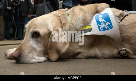 Berlin, Deutschland. 12 Feb, 2018. Ein Führhund liegt an der Pressekonferenz der Berliner Verkehrsbetriebe (BVG) (lit. Berliner Verkehrsbetriebe) in einer Halle der Betriebshof Lichtenberg in Berlin, Deutschland, 12. Februar 2018. Die BVG präsentiert das Projekt "Barrierefreiheit für blinde und sehbehinderte Fahrgaeste" (Lit. Zugänglichkeit für Blinde und Sehbehinderte Fluggäste). Credit: Paul Zinken/dpa/ZB/dpa/Alamy leben Nachrichten Stockfoto