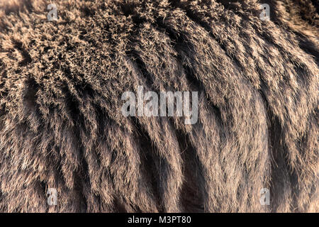 Schließen Sie echten braunen Bären Fell Textur Stockfoto