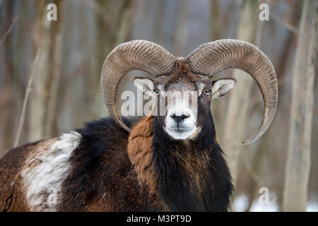 Winter Portrait von Groß mufflon Tier. Mufflons, Ovis orientalis, Wald gehörntes Tier in der Natur Lebensraum Stockfoto