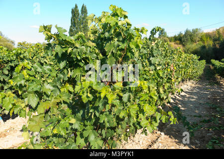Feld mit Weinbergen in Logroño, in der spanischen Region La Rioja, berühmt für die Herstellung von Rotwein. La Rioja ist die Region mit der höchsten Gewinnen Stockfoto