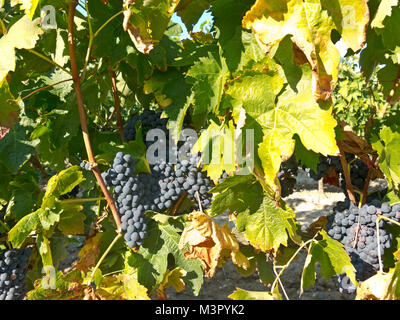 Feld mit Weinbergen in Logroño, in der spanischen Region La Rioja, berühmt für die Herstellung von Rotwein. La Rioja ist die Region mit der höchsten Gewinnen Stockfoto