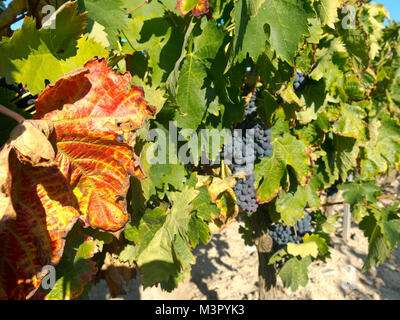 Feld mit Weinbergen in Logroño, in der spanischen Region La Rioja, berühmt für die Herstellung von Rotwein. La Rioja ist die Region mit der höchsten Gewinnen Stockfoto