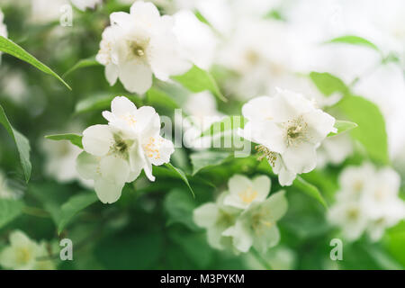 Close up Jasmin Blumen im Garten, selektiven Fokus Stockfoto