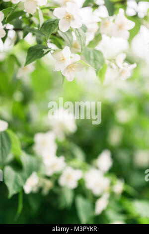 Close up Jasmin Blumen im Garten, selektiven Fokus Stockfoto