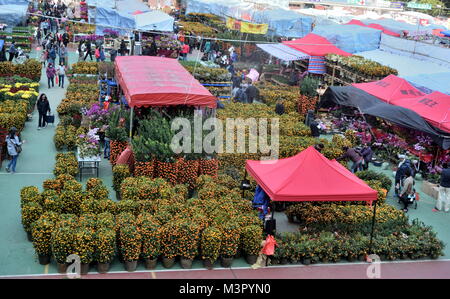 Anzeige von Frühlingsblumen und viel Grün im Mondjahr Blumenmarkt in Tsuen Wan. Stockfoto