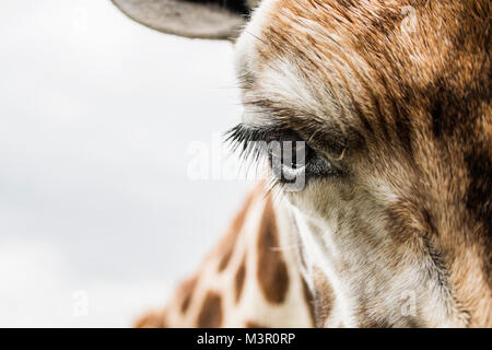 Beobachten Sie, schließen sich junge Giraffe Stockfoto