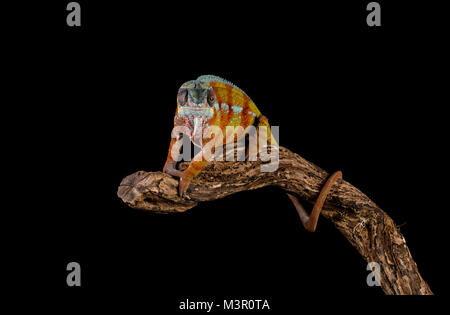 Studio Hintergrund Chamäleon auf einem Zweig Stockfoto