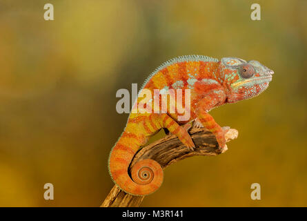 Chamäleon auf einem Studio Hintergrund Stockfoto
