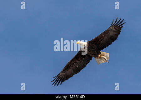 Der Weißkopfseeadler (Haliaeetus leucocephalus) Fliegen mit einem gefangenen Fisch, Mississippi River, Iowa Stockfoto