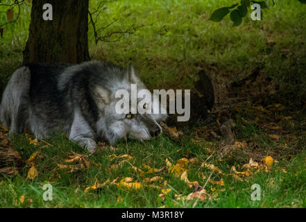 Grauer Wolf, liegend unter Baum auf Herbst Hintergrund Stockfoto