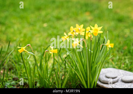 Narzissen in der Nähe, in einem Garten, Frühjahr Konzept Stockfoto