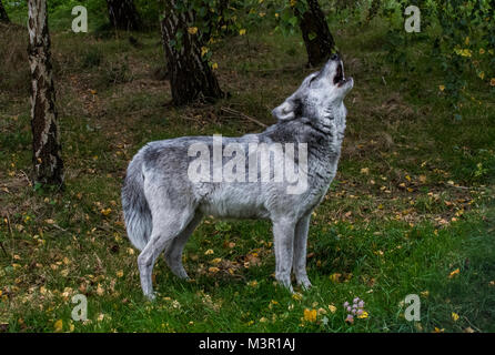 Grauer Wolf gegen eine Herbst Hintergrund heulen Stockfoto