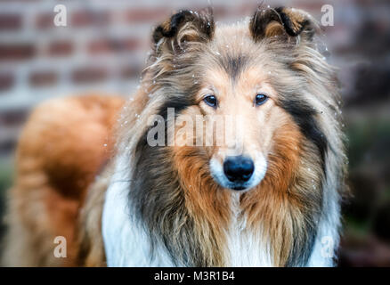 Rau behaarten Collie portrait Stockfoto