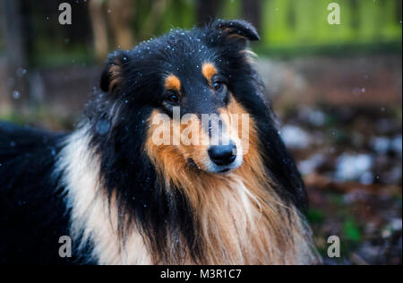 Tri farbige Rough Collie Stockfoto