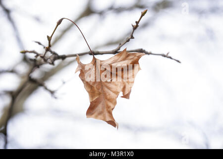 Lonely getrocknete Blätter auf einem ahornbaum Stockfoto