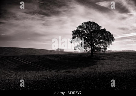 Bäume auf einem Feld in Schleswig-Holstein. Wolken und Himmel. Stockfoto