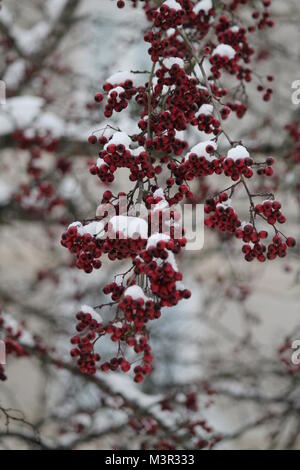 Leuchtend rote Farbe hawthorn Berry gedeckt Weiß glänzend Schnee in kalten Wintermorgen Stockfoto