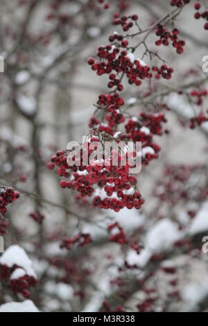 Leuchtend rote Farbe hawthorn Berry gedeckt Weiß glänzend Schnee in kalten Wintermorgen Stockfoto