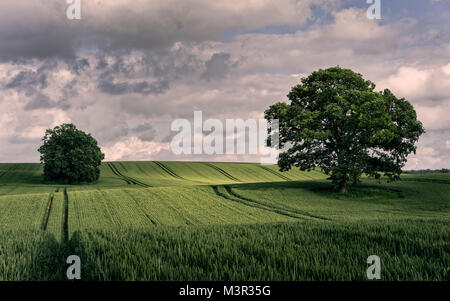 Bäume auf einem Feld in Schleswig-Holstein. Wolken und Himmel. Stockfoto