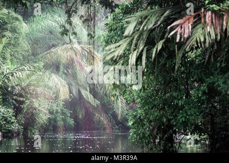 Tortuguero Regenwald, Costa Rica, Mittelamerika Stockfoto