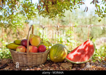 Nahaufnahme einer rustikalen Weidenkorb voller Früchte frisch in einem organischen Orchard gesammelt, neben einer Melone und Wassermelone Stockfoto