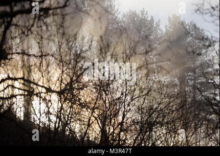 Winter Solstice Sonnenlicht durch Nebel und Bäume, Wales, Großbritannien scheint. Stockfoto