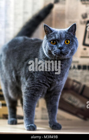 Porträt eines blauen britischen Katze zu Hause. Stockfoto