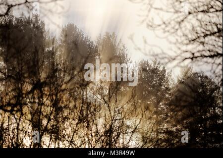 Winter Solstice Sonnenlicht durch Nebel und Bäume, Wales, Großbritannien scheint. Stockfoto