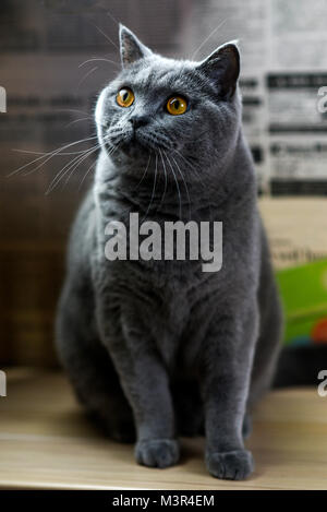 Porträt eines blauen britischen Katze zu Hause. Stockfoto