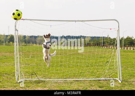 Hund spielt Fußball (Fußball) springt gerade nach oben Stockfoto