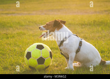 Müde Hund mit einem Ball sitzt in der Tonhöhe nach Fußballspiel Stockfoto