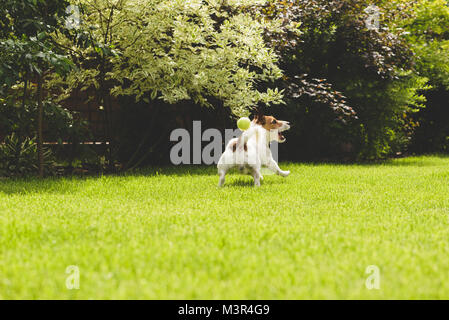 Amüsante Hund spielen und fangen Ball am sonnigen Sommer Rasen Stockfoto