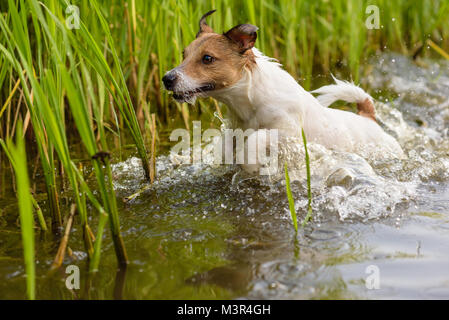 Jagdhund im Sumpf auf der Suche nach Beute Stockfoto