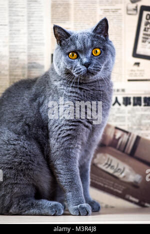 Porträt eines blauen britischen Katze zu Hause. Stockfoto