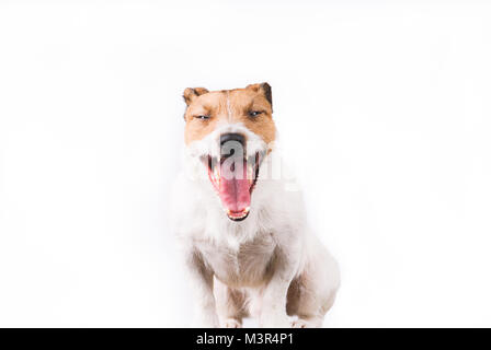 Portrait von funny Happy Jack Russell Terrier Hund gähnen Stockfoto