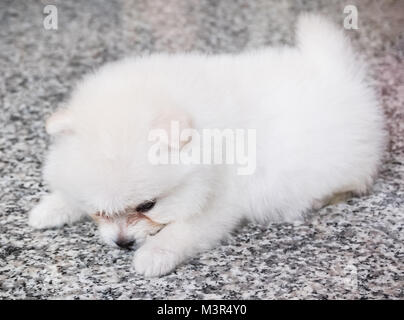 Cute White pomeranian Welpen auf Granit Hintergrund Stockfoto