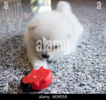 Cute White pomeranian Welpen auf Granit Hintergrund Stockfoto