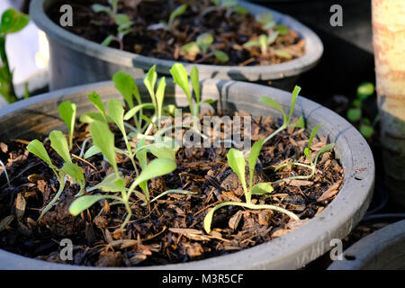 Sämling Organic Baby Kopfsalat in schwarzen Töpfe Stockfoto