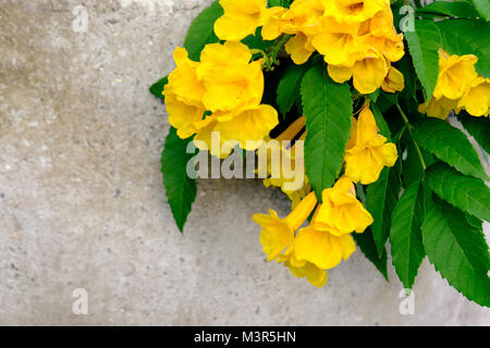 Gelbe Holunder, Trumpetbush, Trumpetflower, Wissenschaftlicher Name isTecoma Stans, Blume Blüte mit gelb und grün Blatt. Stockfoto