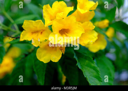 Gelbe Holunder, Trumpetbush, Trumpetflower, Wissenschaftlicher Name isTecoma Stans, Blume Blüte mit gelb und grün Blatt. Stockfoto