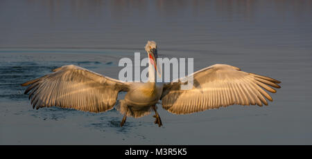 Krauskopfpelikan mit Flügeln Breite öffnen Stockfoto