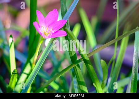 Rosa Zephyranthes Blume, Nahaufnahme, allgemeinen Namen für Arten, die in der Gattung Märchen, rainflower, Zephyr und regen Lily, auf einer Natur Hintergrund gehören Stockfoto