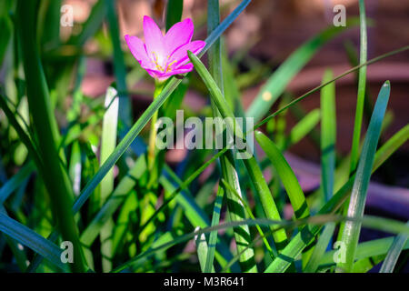 Rosa Zephyranthes Blume, Nahaufnahme, allgemeinen Namen für Arten, die in der Gattung Märchen, rainflower, Zephyr und regen Lily, auf einer Natur Hintergrund gehören Stockfoto