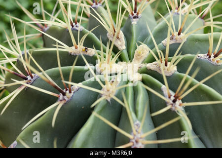 Kakteen echinopsis wächst in einem Topf, starke Stacheln Stockfoto